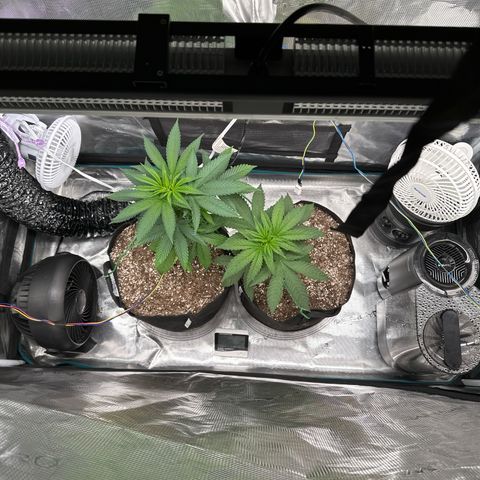 Pomelo Punch #1 growlog timeline photo