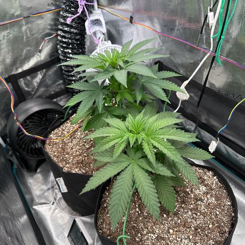 Pomelo Punch #1 growlog timeline photo