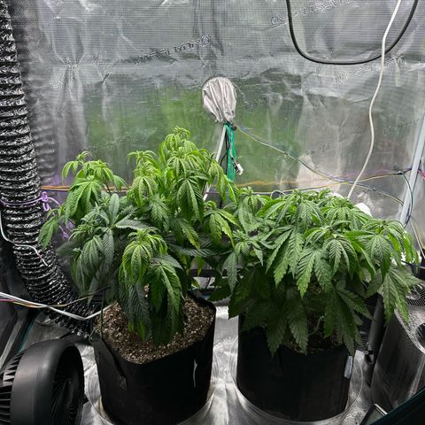 Pomelo Punch #1 growlog photo: Looking a little droopy. They’re getting bigger and hungrier these days but manage to keep environment up when watered and perspiring 
