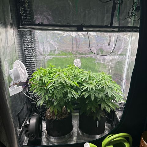 Pomelo Punch #1 growlog timeline photo