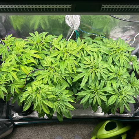 Pomelo Punch #1 growlog timeline photo