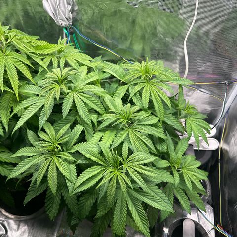 Pomelo Punch #1 growlog timeline photo