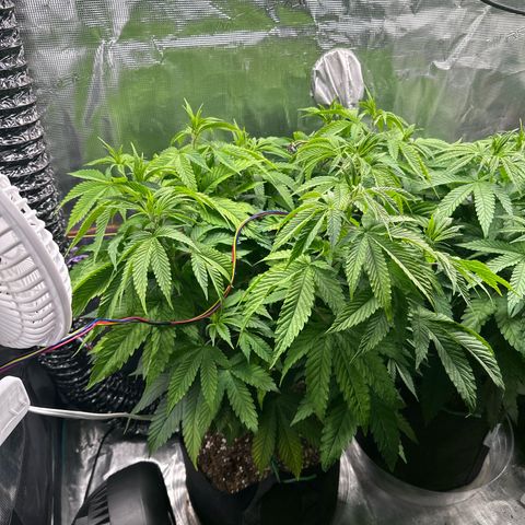 Pomelo Punch #1 growlog timeline photo