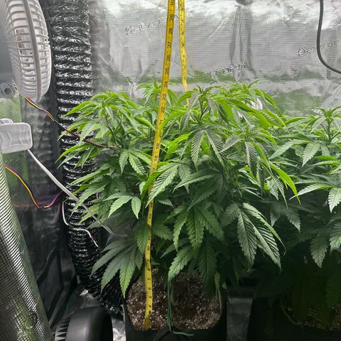 Pomelo Punch #1 growlog timeline photo