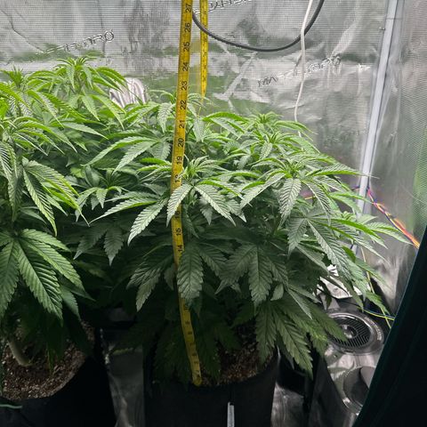 Pomelo Punch #1 growlog timeline photo