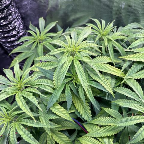Pomelo Punch #1 growlog timeline photo