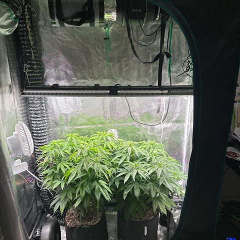Pomelo Punch #1 growlog timeline photo
