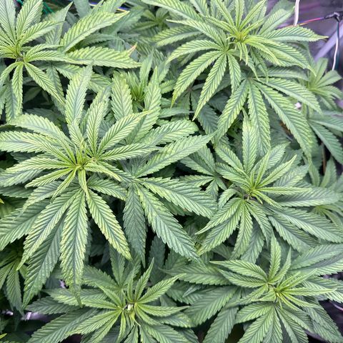 Pomelo Punch #1 growlog timeline photo