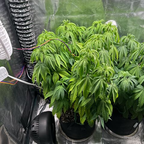 Pomelo Punch #1 growlog photo: Been slacking of feeding/watering- didn’t get too droopy this time but water quicker/sooner 