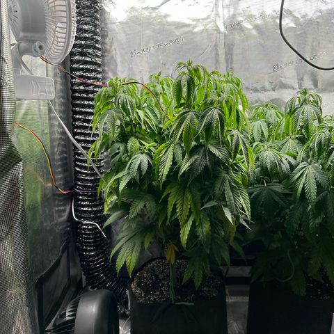 Pomelo Punch #1 growlog photo: Been slacking of feeding/watering- didn’t get too droopy this time but water quicker/sooner 
