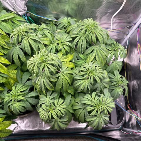 Pomelo Punch #3 growlog photo:  Better color on the smaller one- LED turned down a tad too possible leaf tip burn 