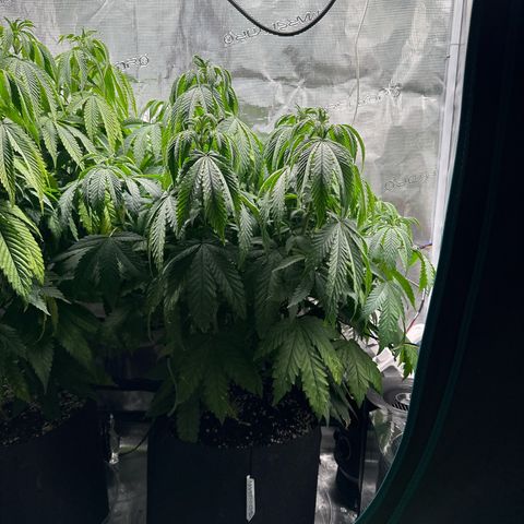 Pomelo Punch #3 growlog photo:  Better color on the smaller one- LED turned down a tad too possible leaf tip burn 