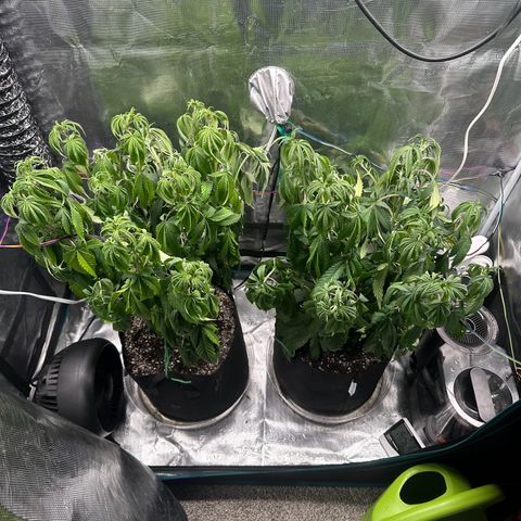 Pomelo Punch #1 growlog photo: Don’t let this happen again 
