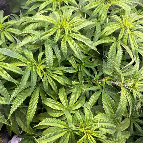Pomelo Punch #1 growlog photo: Been watering +catching up with poss nute deficiency, plants looks a lot better today 
#1 is darker than before, not quite as dark as 3, almost a dozen bud sites 

#3 is also looking better, these ladies are drinking every two days right now they are thirsty!! 
Almost filled up the 2x4 space and forgot the netting 