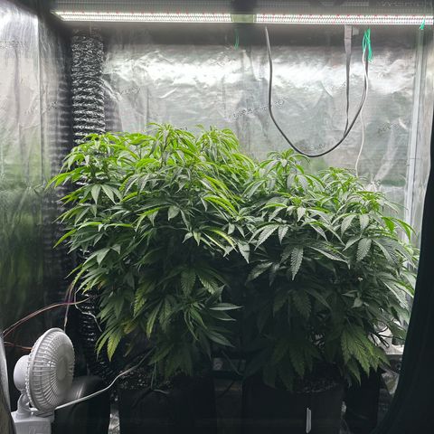Pomelo Punch #1 growlog photo: Been watering +catching up with poss nute deficiency, plants looks a lot better today 
#1 is darker than before, not quite as dark as 3, almost a dozen bud sites 

#3 is also looking better, these ladies are drinking every two days right now they are thirsty!! 
Almost filled up the 2x4 space and forgot the netting 