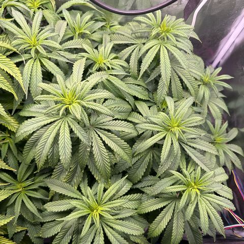 Pomelo Punch #1 growlog photo: Been watering +catching up with poss nute deficiency, plants looks a lot better today 
#1 is darker than before, not quite as dark as 3, almost a dozen bud sites 

#3 is also looking better, these ladies are drinking every two days right now they are thirsty!! 
Almost filled up the 2x4 space and forgot the netting 