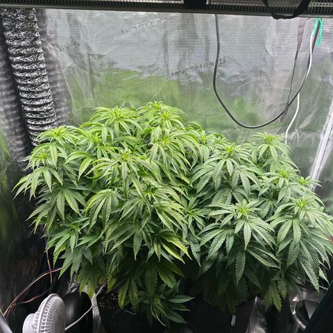 Pomelo Punch #1 growlog photo: Been watering +catching up with poss nute deficiency, plants looks a lot better today 
#1 is darker than before, not quite as dark as 3, almost a dozen bud sites 

#3 is also looking better, these ladies are drinking every two days right now they are thirsty!! 
Almost filled up the 2x4 space and forgot the netting 