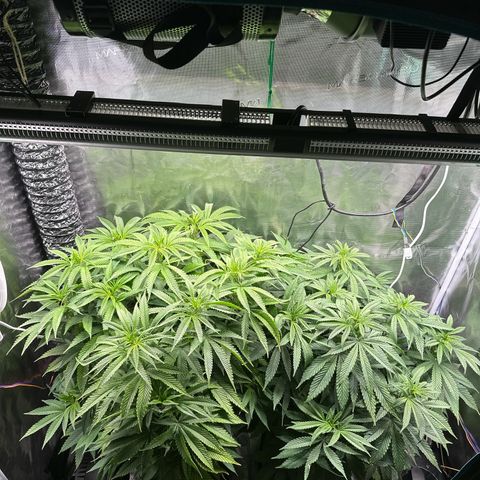 Pomelo Punch #1 growlog photo: Rebounded well. Watering today, gonna flip to flower most likely.