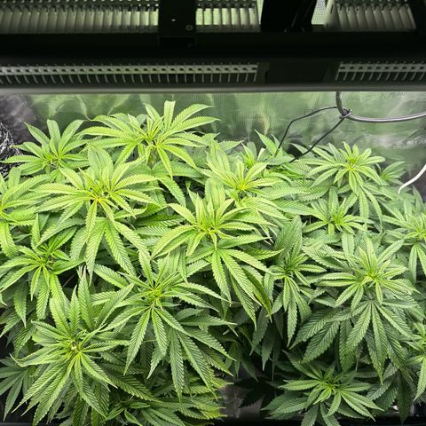 Pomelo Punch #1 growlog photo: Rebounded well. Watering today, gonna flip to flower most likely.