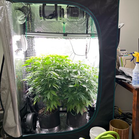 Pomelo Punch #1 growlog timeline photo