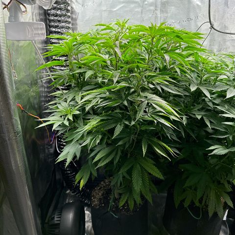 Pomelo Punch #1 growlog timeline photo