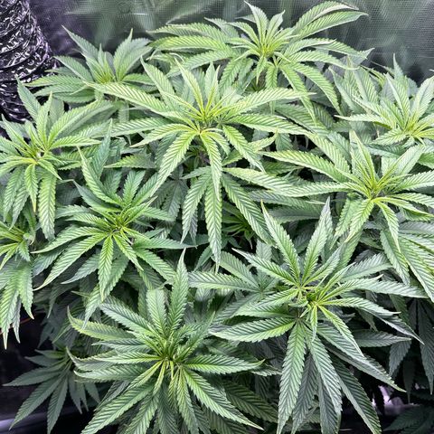 Pomelo Punch #1 growlog timeline photo