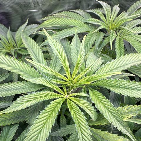Pomelo Punch #1 growlog timeline photo