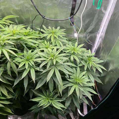 Pomelo Punch #3 growlog timeline photo