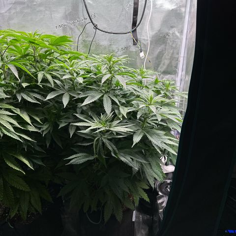 Pomelo Punch #3 growlog timeline photo