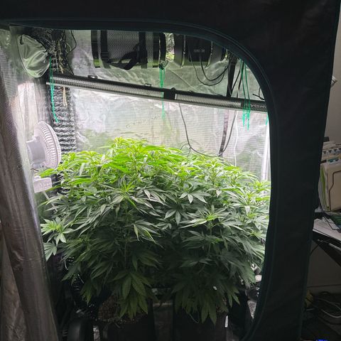 Pomelo Punch #1 growlog timeline photo