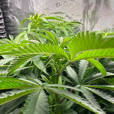 Pomelo Punch #1 growlog timeline photo