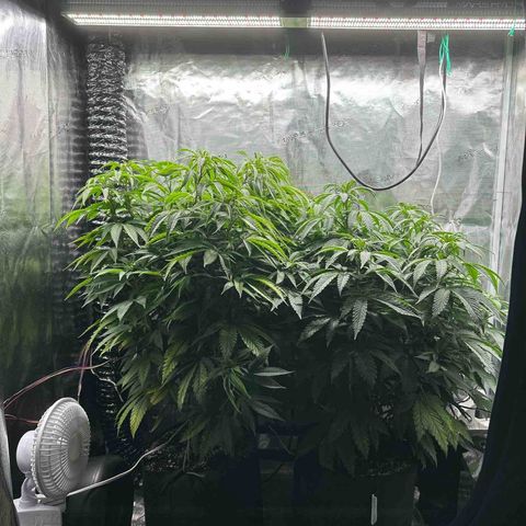 Pomelo Punch #1 growlog timeline photo