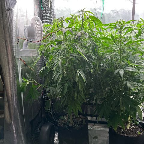 Pomelo Punch #1 growlog timeline photo