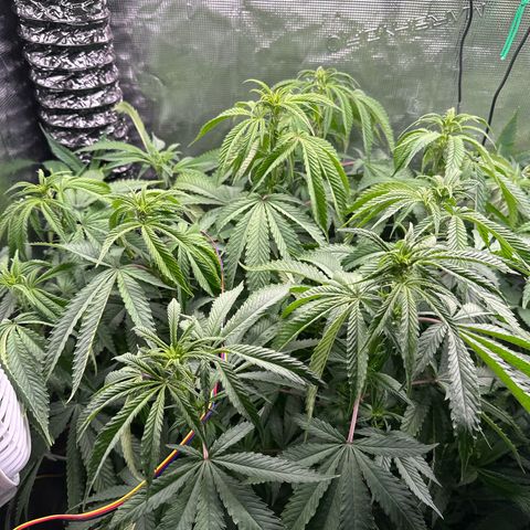 Pomelo Punch #1 growlog timeline photo