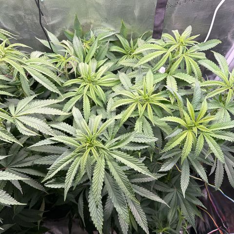 Pomelo Punch #3 growlog timeline photo
