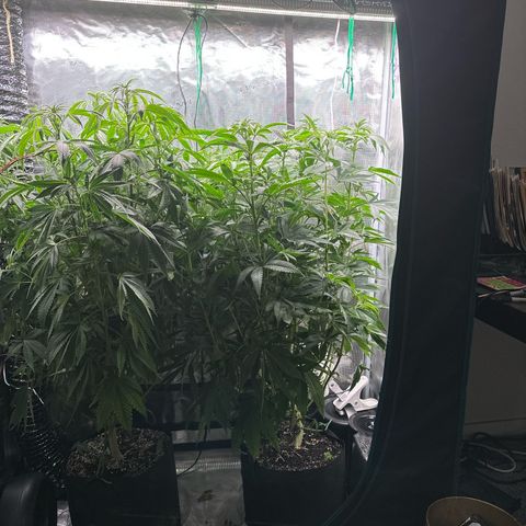 Pomelo Punch #3 growlog timeline photo