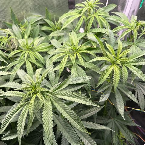 Pomelo Punch #3 growlog timeline photo