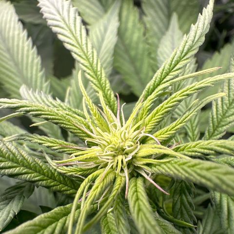 Pomelo Punch #1 growlog timeline photo