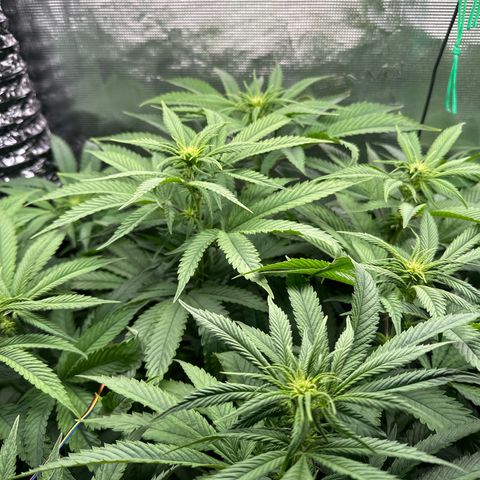 Pomelo Punch #1 growlog timeline photo