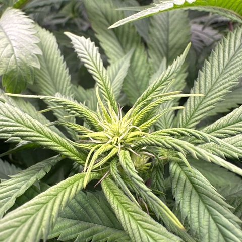 Pomelo Punch #1 growlog timeline photo
