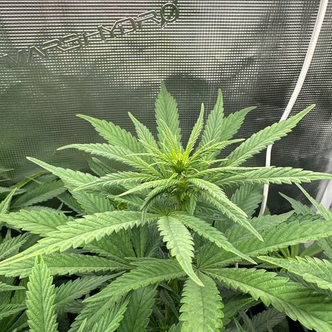 Pomelo Punch #3 growlog timeline photo