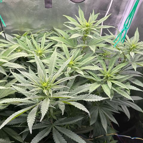 Pomelo Punch #3 growlog timeline photo