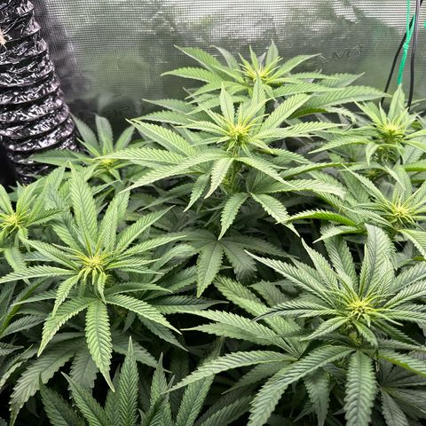 Pomelo Punch #1 growlog timeline photo