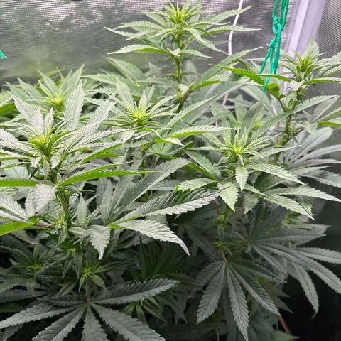 Pomelo Punch #3 growlog timeline photo