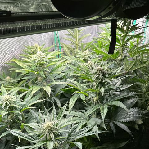 Pomelo Punch #1 growlog timeline photo