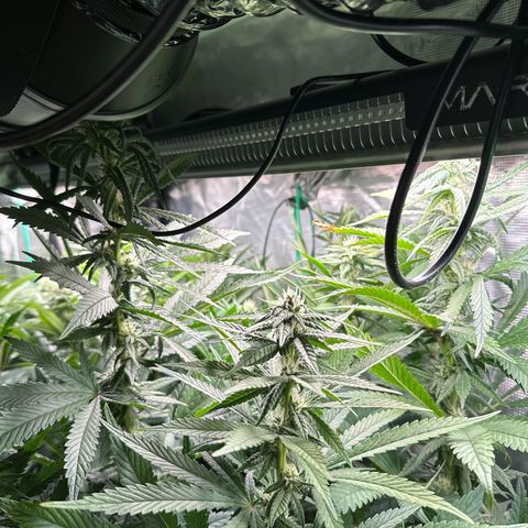 Pomelo Punch #1 growlog timeline photo