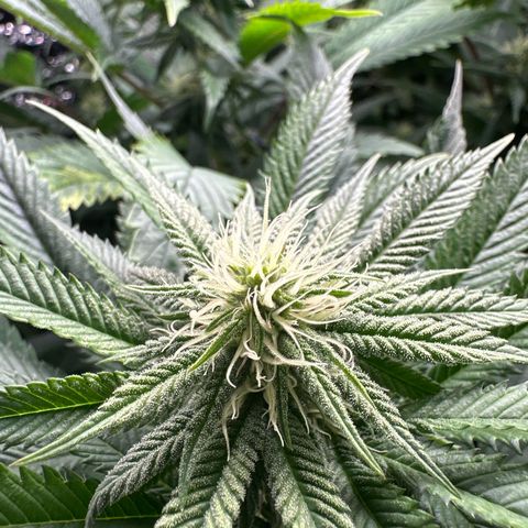 Pomelo Punch #1 growlog timeline photo