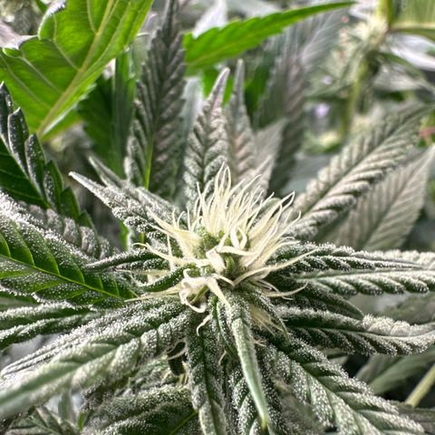 Pomelo Punch #1 growlog timeline photo