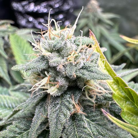 Pomelo Punch #1 growlog timeline photo