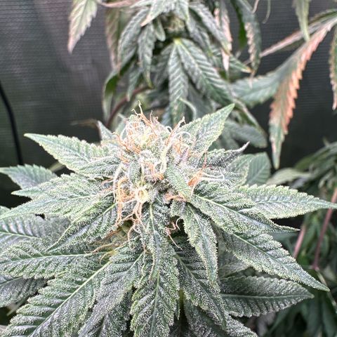 Pomelo Punch #3 growlog timeline photo